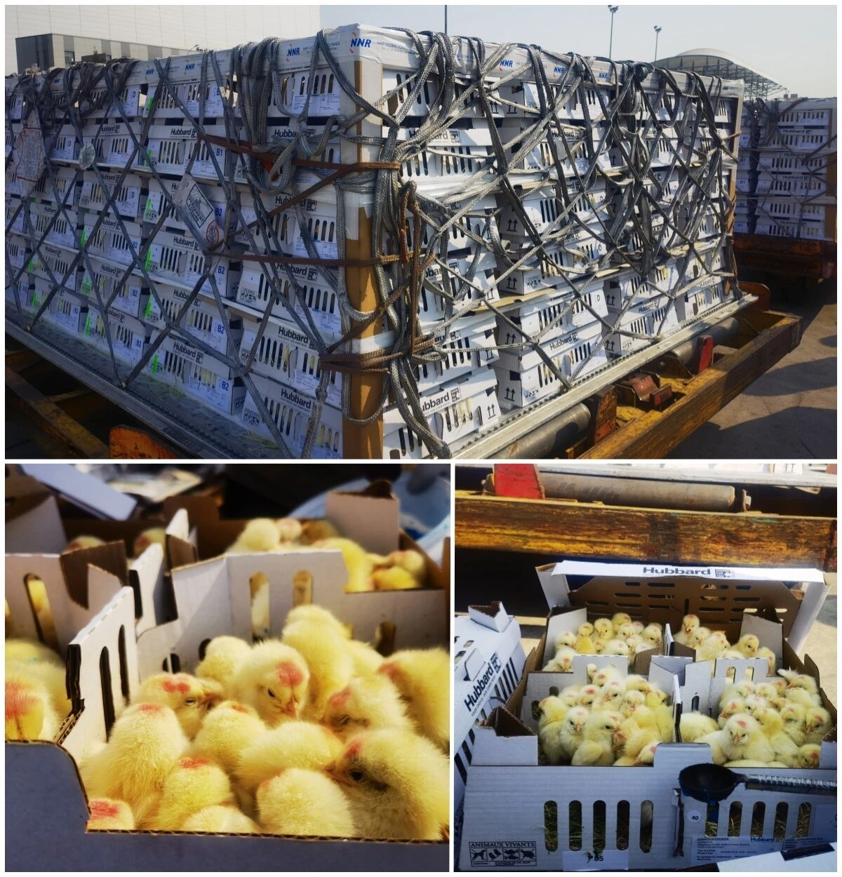 畜牧发展事业部顺利引进2025年国内第一批种猪与白羽肉种鸡